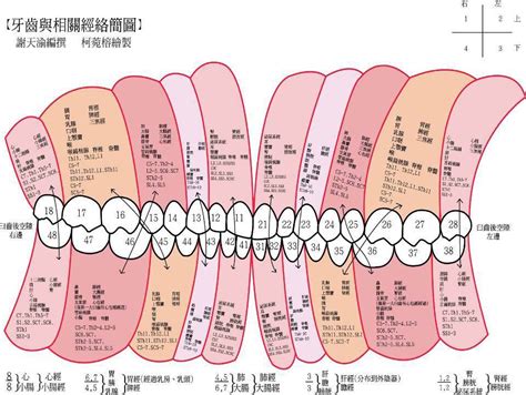 牙齒數量命運